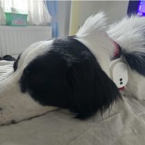 SmartTag2 Collar Büyük Köpek Tasması