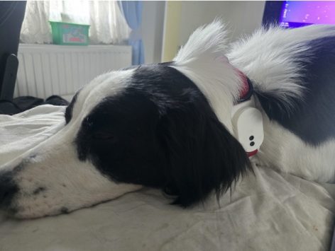 SmartTag2 Collar Büyük Köpek Tasması