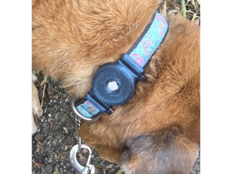 Köpek Yakası AirTag Tutucu - Görsel 3