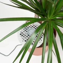 Haze Bitki Havalandırması sadece plastik