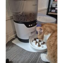 Giotohun Kedi Yavaş Yemlik