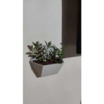 Modüler Etli Duvar Saksı