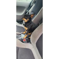 2000–2006 Honda Insight Konsol İçi Tepsi