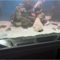 Akvaryum Sergi Mağarası