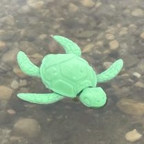 Eklemli Bebek Kaplumbağa