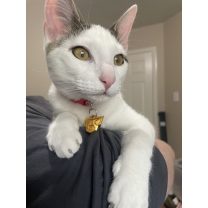 All Might Evcil Hayvan Etiketi