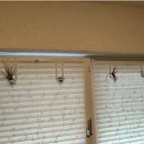 Bromeliad pencere montajı