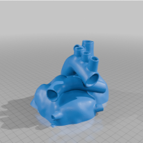 12 Fitlik İskelet İçin Ölçekli Anatomik Kalp