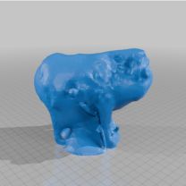 Öfkeli Ağaç Kurbağası / Kara Kurbağası