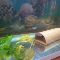 Akvaryum Balığı Ancistrus Yuvası