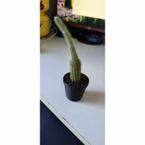 Çiçek Saksısı 3D Baskı