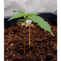 3D Baskı Bitki Destek Aparatı