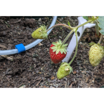 Dünya Kancaları Zemin Çivileri