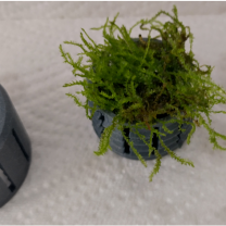 Akvaryum için Süs Bitkisi Tutucu