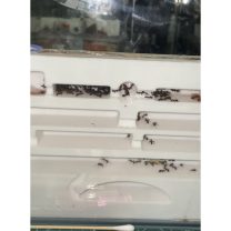 Ateş Karıncası Yuvaları