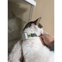 Atuvos Kareli Air Tag Kedi Boyunluğu