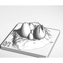 Atla Palini Yuvası Tender Yumurta Token 3D Baskı