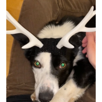 Ayrılabilir Vida ile Takılan Boynuzlar