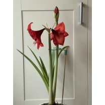 Çift Saplı Bitki Destek